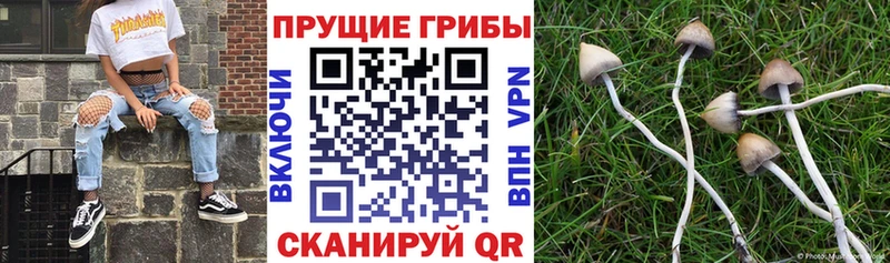 Галлюциногенные грибы MAGIC MUSHROOMS  OMG ССЫЛКА  Зеленоградск 